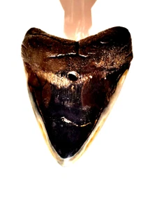 HIGH GRADE FOSSILISED MEGALODON SHARK TOOTH MASSIVE 5 INCHER - Picture 1 of 16
