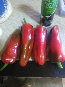 35 x Red Sweet Long Capsicum Seeds Grown in My Garden Fresh May 2025 - Picture 1 of 6