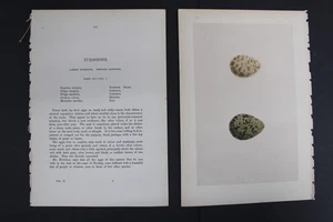 Birds, Nests, Eggs, F.O.Morris, 1875 - Picture 1 of 4
