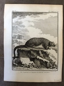 Flying Squirrel Nocturnal Taguan On Rock Engraving 1700’s 7.5” X 10” E1 - Picture 1 of 2