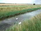 Photo 6x4 Family of swans On Black Ditch Drain which runs on the northern c2010