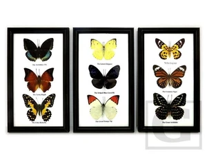 Vintage Real Butterfly Insect Taxidermy Wood Framed Display Home Art Decor x 3 - Picture 1 of 4