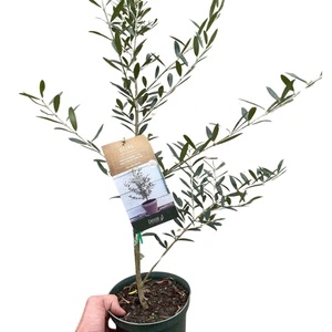 Olivo común (Olea europaea) - Imagen 1 de 4