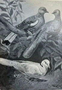 1888 Doves Turtle Dove King Dove White Headed Dove Passenger Pigeon - Picture 1 of 5