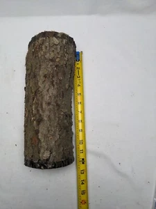 11" Wild Cherry Log Wood Carving Turning Blank Live Edge Crotch 4"Dia 018 - Picture 1 of 4