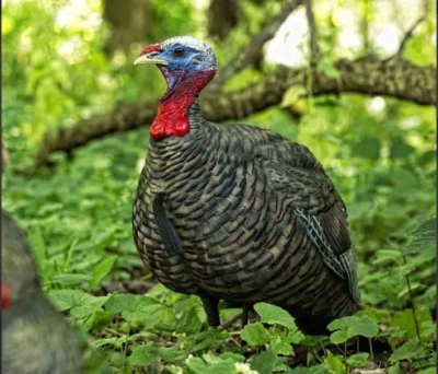 AvianX Jake Quarter Strut Decoy Camo - FREE SHIPPING - Image 1 of 3