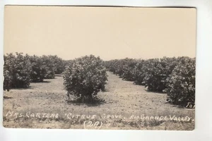 Real Photo Postcard Mrs Carter's Citrus Grove Rio Grande Valley TX - Picture 1 of 1