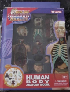 4D Master Human Torso Anatomy Model - Picture 1 of 7