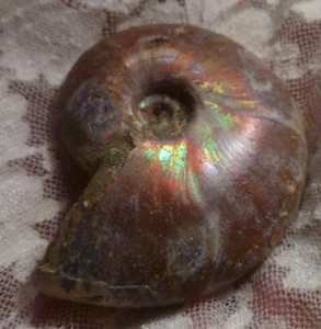 56 mm roter, grüner AMMONIT FOSSIL 100 Millionen Jahre Madagaskar 49 Gramm - Bild 1 von 7