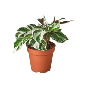 Calathea 'White Fusion'-6" Pot - Picture 1 of 6