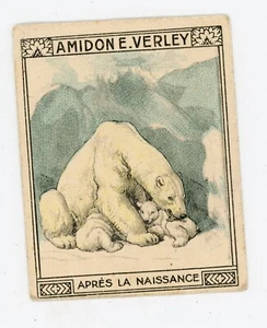PUB, ancien chromo amidon VERLEY ours blanc Marquette Lille après la naissance - Picture 1 of 2