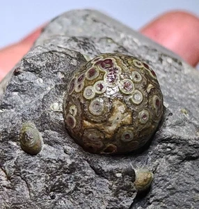 100% Natural Gobi Agate Eyes Agate Stone Collection Specimen - Picture 1 of 4