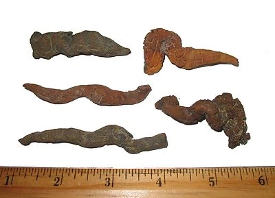 Miocene turtle fossil coprolites poop There is no mistaking what these are! - Image 1 of 2