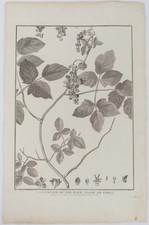 JEAN-FRANCOIS DE GALAUP LA PEROUSE / Larger view of the male Liane of Chili