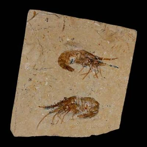 2 zwei fossile Garnelen Carpopenaeus Kreidezeit 100 Mil Jahre alt Libanon COA - Bild 1 von 7