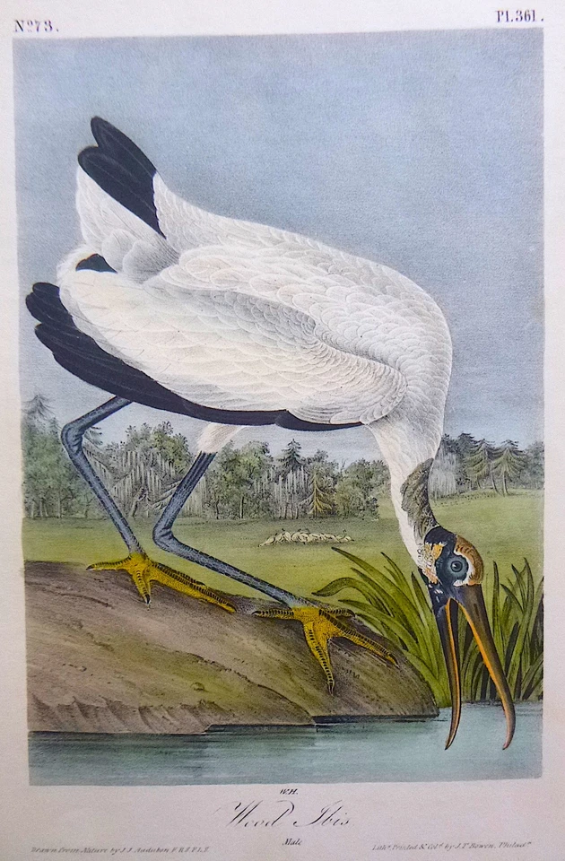 Audubon 1st ed Octavo   WOOD IBIS    Birds of America  1840 original   plate 361 - Image 1 of 1