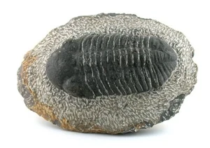 LARGE 1 LB 10.8 OZ REPRODUCTION TRILOBITE FOSSIL HOST ROCK Morocco EBS7875 - Picture 1 of 5