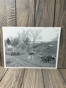 Vintage Black & White Dog Sledding Photograph 5"x3.8" - Picture 1 of 3