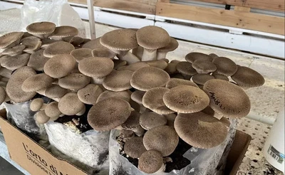 3 ballette funghi Cardoncelli alta resa e qualità 3x pani di funghi. - Immagine 1 di 3