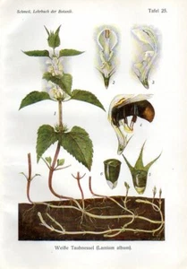 1908 SCHMEIL CHROMOLITHOGRAPH white dead-nettle - Foto 1 di 3