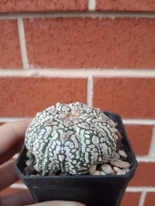 LSN. Astrophytum asterias cv. Superkabuto Star Type + V Type - Picture 1 of 3