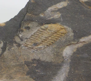 Trilobit, Placoparia tournemini, Ordovizium, Volongo, bei Porto, Portugal -i181 - Picture 1 of 2