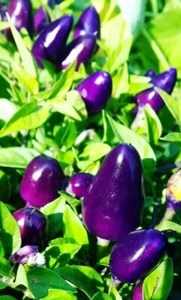 LITTLE BLUE PEPPER 20 SEMILLAS PEQUEÑO CHILE AZUL CHILLI SEEDS - Imagen 1 de 8
