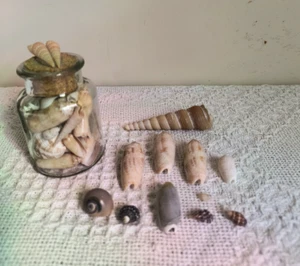 Oliva & Turritellidae Snail SeaShells Homemade Paperweight - Picture 1 of 9