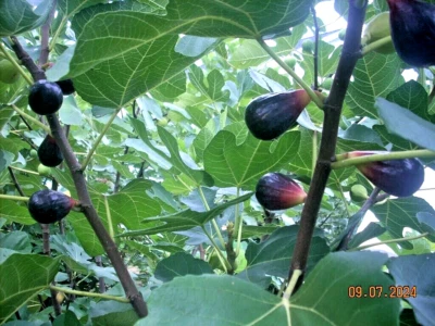 Fig tree cuttings, LSU Purple , productive, cold & rain tolerant ,tasty,6 pcs ! - Image 1 of 4