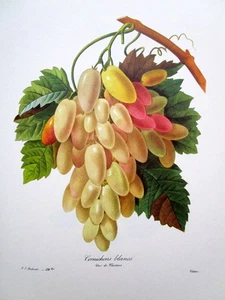 P.J. Redoute # 114 bis Cornichons blancs vintage print  - Picture 1 of 1
