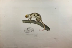 "COUSCOUS TACHETÉ" (Waigeo Spotted Opossum) Voyage de la Coquille, PRÉVOST 1826 - Picture 1 of 1