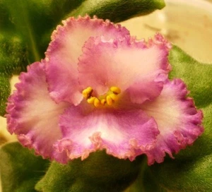 African Violet * Ming Dynasty, vintage Fredette - Picture 1 of 3