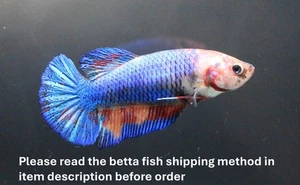 Live Betta Fish Pet Fancy Blue Nemo Galaxy Female Plakad Breed Girl fr. Thailand - Picture 1 of 22
