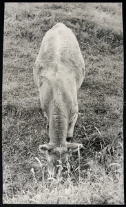 Brown? Cow Feeding on Grass, Real Photo Postcard - Bild 1 von 2