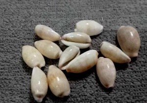 12 pcs of beautiful TINY cypraea microdon 10-11 mm GEM , collection - Picture 1 of 5
