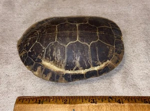 Vintage Old Small 3.5”x4.5” Turtle Shell Real Turtle Shell Taxidermy - Picture 1 of 8