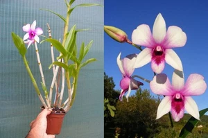 Dendrobium Hiang Beauty , orchidée, Orchid, - Imagen 1 de 1