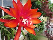 Epiphyllum Orchid 8"-10" Fresh cutting plant Queen Of The Night Cactus Ric Rac