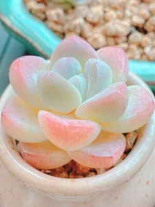 Ice Green  Echeveria about 6cm succulent  - Picture 1 of 10