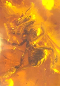 Ultra RARE 2 True Bees of Genus Electrapis in Baltic Amber Fossil Gemstone - Picture 1 of 11