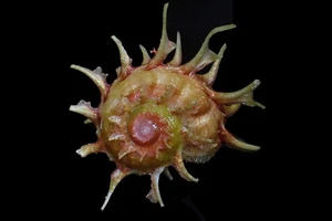 Seashell- Angaria sphaerula (Kiener's Delphinula) 60mm - SPLENDID RARE SPECIMEN! - Picture 1 of 4