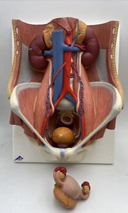 3B Scientific K32 Dual Sex 6-part Urinary System Kidney Bladder 3B Smart Anatomy - Picture 1 of 12