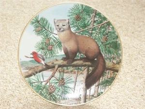 The Woodland Year - Marten in the November Pines - Franklin - by Peter Barrett  - Picture 1 of 6