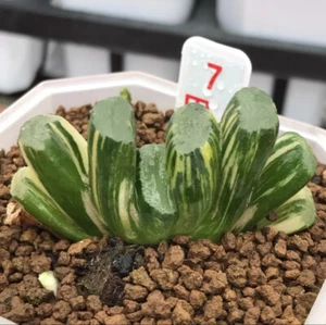 4-5CM Succulent Plant H. Truncata HIROSHIGE Variegata Liliaceae Home Garden - Picture 1 of 7
