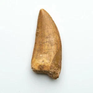 Genuine Natural Large Carcharodontosaurus Dinosaur Tooth - Picture 1 of 4