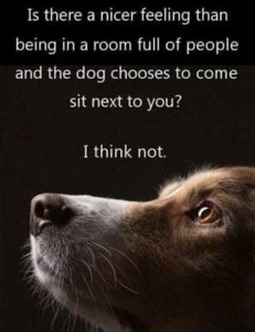 Inspirational dog refrigerator magnet 3 1/2 " x 4 1/2 " Made in the USA - Picture 1 of 1