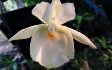 Catasetum pileatum 