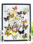 Echt opgezette mooie vlinders in een 3D vitrine - museumkwaliteit - kunst  XL 05