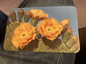 Cactus de pera espinosa que florece en primavera - Imagen 1 de 2