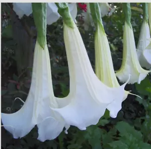 Supernova White Angel Trumpet Brugmansia - Fragrant 24" Bloom, Live Plant 3" Pot - Picture 1 of 12